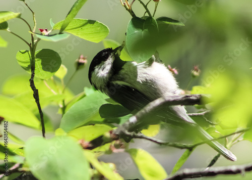 Black-Capped Chickadee on Branch