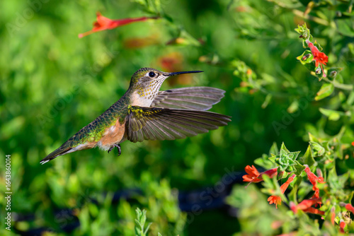 Hummingbirds flying in a flower garden.  