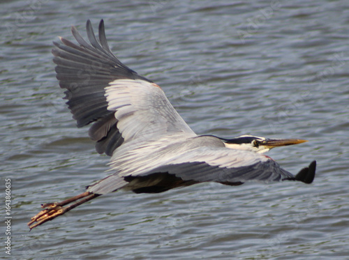 Great Blue Heron Soaring