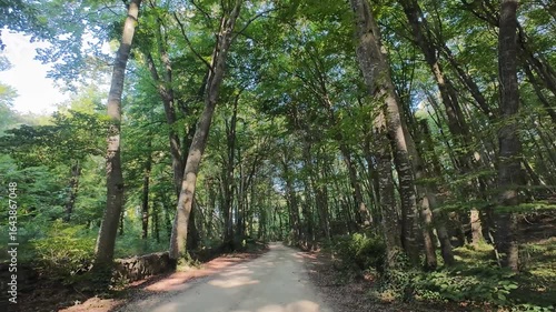 Walking through lush Fageda d'en Jorda beech forest in La Garrotxa, Spain