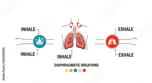 Diaphragmatic Breathing Illustration Explaining How to Inhale and Exhale