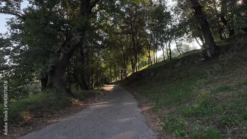 Scenic road crossing La Fageda d'en Jorda beech forest in La Garrotxa