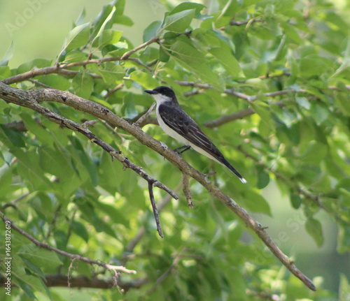 Eastern Kingbird on a Branch