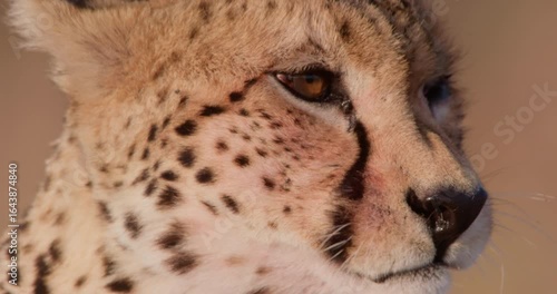 Extreme close-up of face of Cheetah (Acinonyx jubatus) licking face in dry grassy savannah on hot sunny day in Kenya