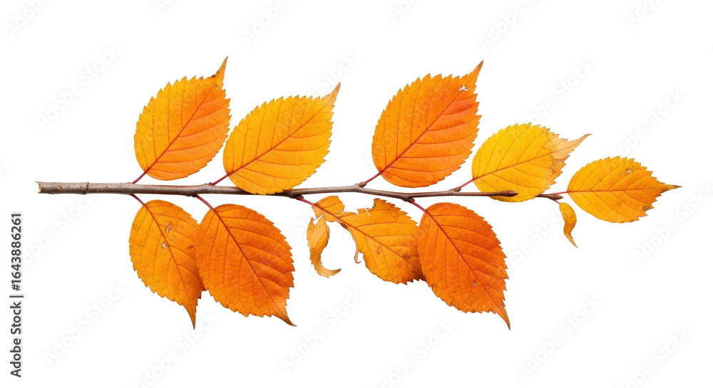 Naklejka premium A solitary horizontal branch with naturally textured wood supports vibrant orange and yellow autumn leaves, showing intricate veins and subtle drying, isolated on a transparent background with no