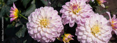 Close-up of beautiful light purple dahlia flowers in full bloom