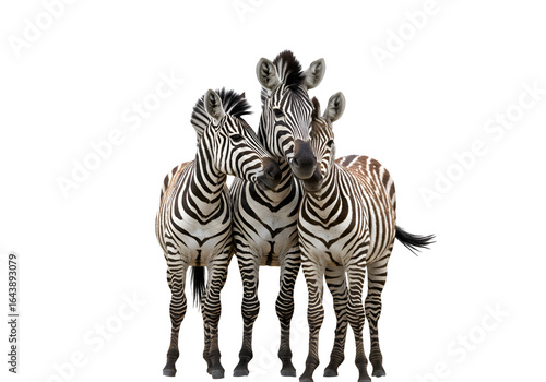 Striped Zebras: African Wildlife Photography on White Background