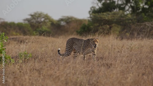 Wide gimbal tracking of Cheetah (Acinonyx jubatus) walking in tall grass with shrubs savannah with birds flying in afternoon in Kenya