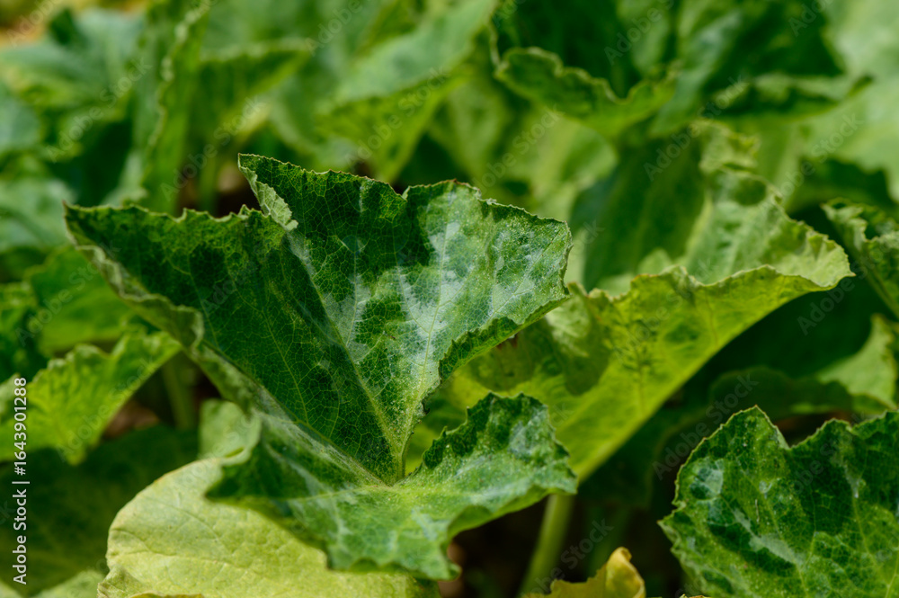 Bright green vine leaves of muscat pumpkin growing in the sunlit soil of a Cypriot backyard garden. Bright green vine leaves of muscat pumpkin growing in the sunlit soil of a Cypriot backyard garden.