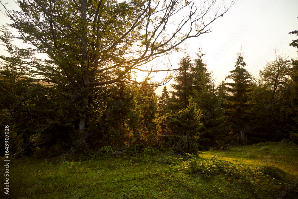 Fototapeta premium Golden sunlight filters through trees in a serene forest during early evening hours. Hiking in Carpathian Mountains. Ukraine