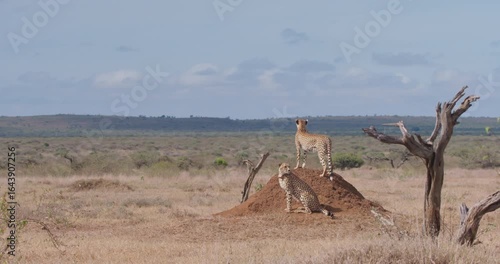 Wide of two Cheetahs (Acinonyx jubatus) one standing and other sitting on dirt mound scanning horizon in sunny morning in savannah in Kenya