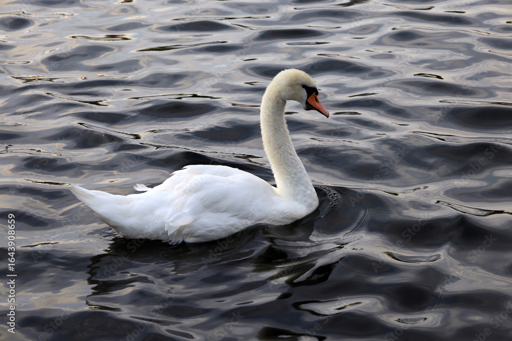 Fototapeta premium Close-up photo of a white swan on a lake in a park in the center of Stavanger in southern Norway