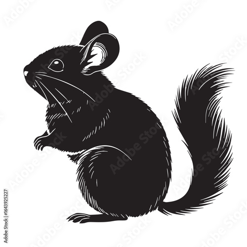 black chinchilla Silhouette Vector, High Quality Illustration on White Background