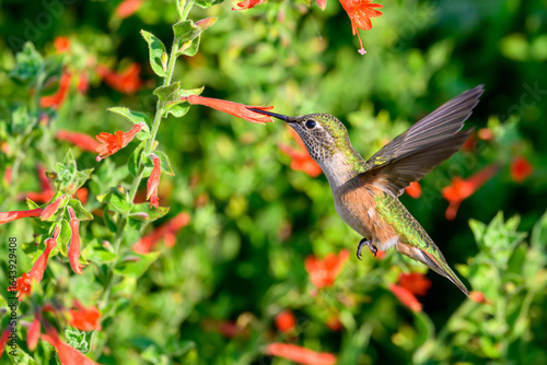 Hummingbird feeding in the garden.