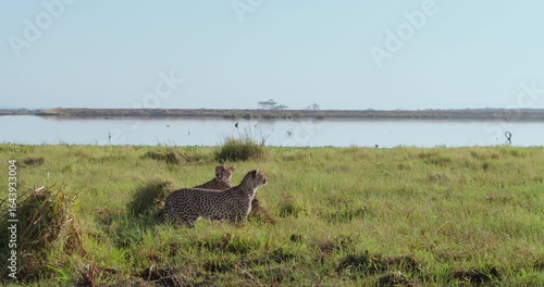 Very wide of Cheetahs (Acinonyx jubatus) drinking from shallow waters in tall green grass in the savannah grassland at midday in Kenya