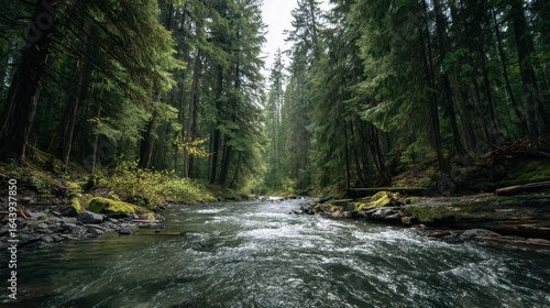 Serene River Flowing Through Lush Forest Setting in Tranquil Scene
