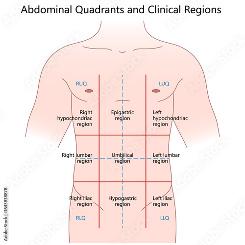 abdominal quadrants and nine clinical regions, labeled anatomical areas for diagnosis diagram hand drawn schematic vector illustration. Medical science educational illustration