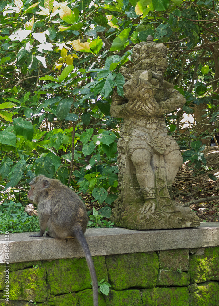 Obraz premium Wild Monkeys of Ubud’s Sacred Monkey Forest. Natural Behavior, Bali Wildlife Photography in Lush Jungle Temple. Indonesia. 4k Resolution.