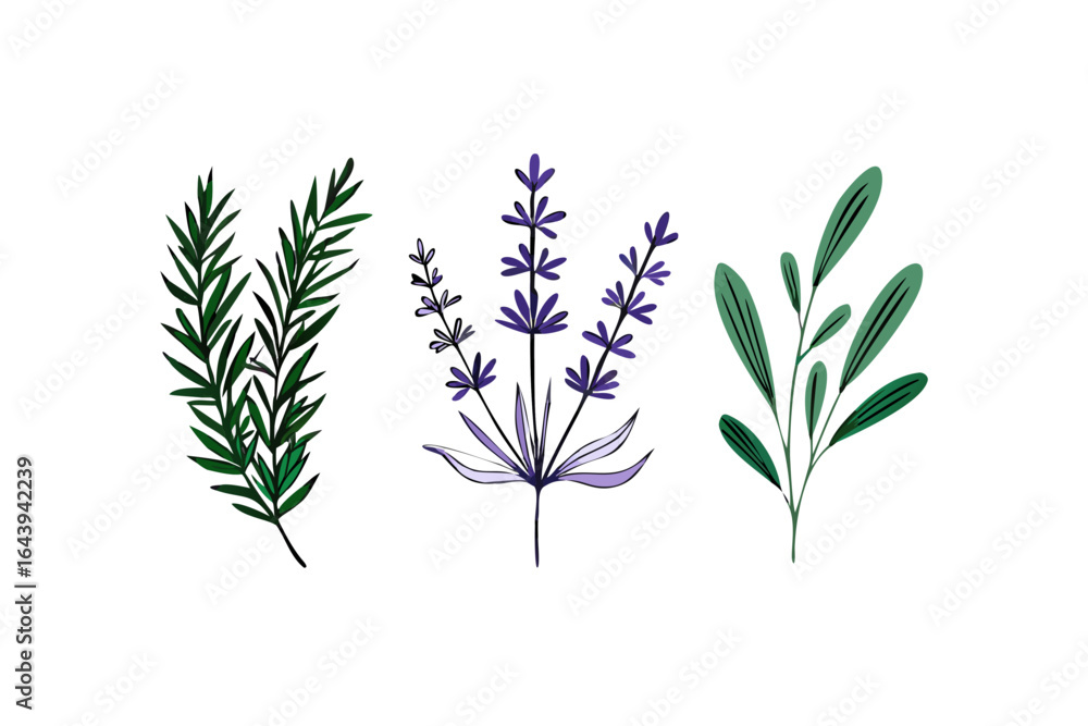 Fototapeta premium Aromatic herbs and lavender illustration