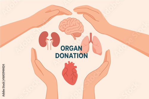 Hands protect and support vital human organs symbolizing organ donation and life saving medical care
