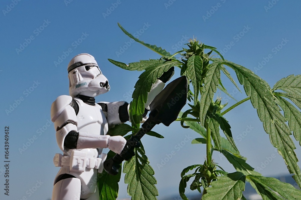 Fototapeta premium Star Wars action figure of clone trooper, with large black military shovel in right hand, holding female hemp plant, latin name Cannabis Sativa, in summer daylight sunshine, blue skies in background