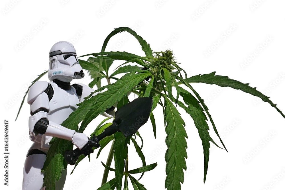 Fototapeta premium Star Wars action figure of clone trooper, with large black military shovel in right hand, examining female hemp plant, latin name Cannabis Sativa, in summer daylight sunshine