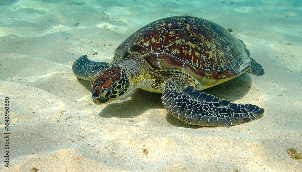 Obraz premium Sea turtle of the shore of sandy beach. Zoo and wildlife concept.