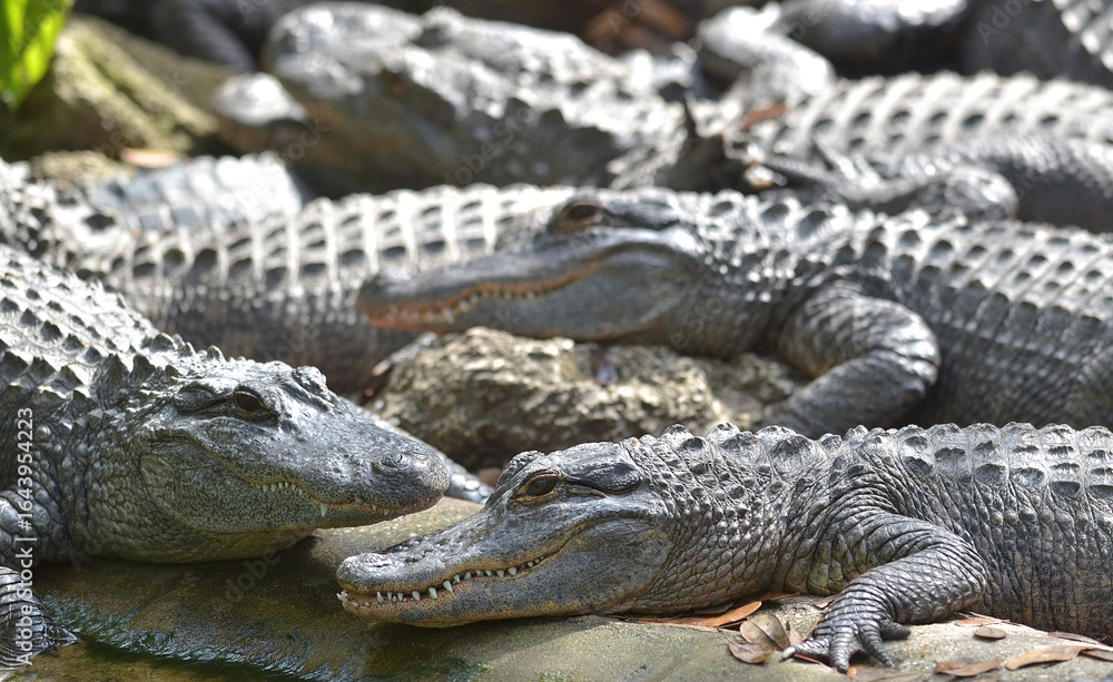 Obraz premium American Alligators