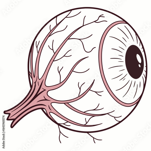 Human eye anatomy isolated on white background, a vector illustration of the organ of vision for medical or science