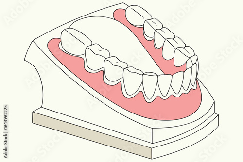 Illustration of a dental model showing upper and lower teeth and gums isolated on white background