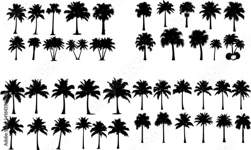 palm trees collection, set silhouette on white background vector