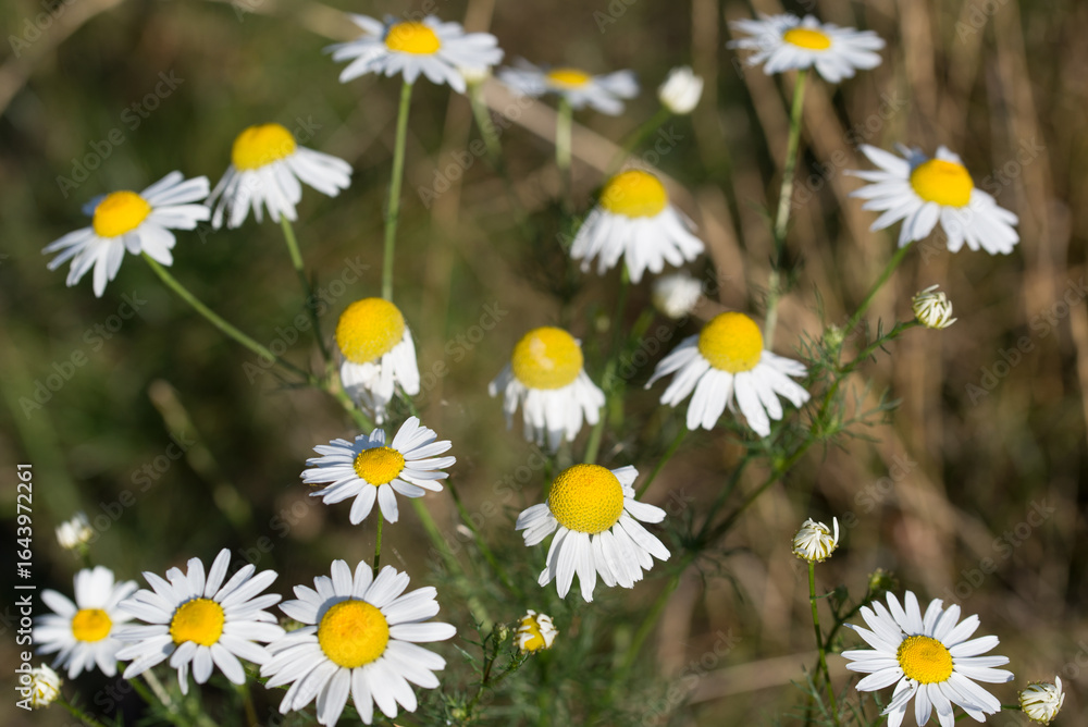 Fototapeta premium wild chamomile, Matricaria chamomilla meadow flowers closeup selective focus