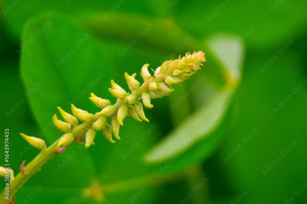 Naklejka premium Macro photo of ants on a stem with yellow flowers