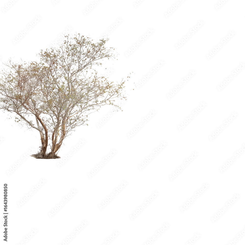 Fototapeta premium Winter tree, isolated, dark background, graphic design element