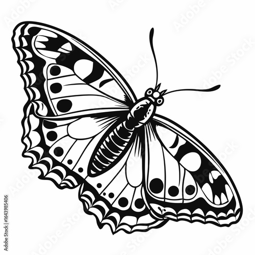 Black and white butterfly with spotted wings insect
