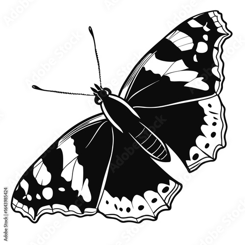 Black and white butterfly with patterned wings insect
