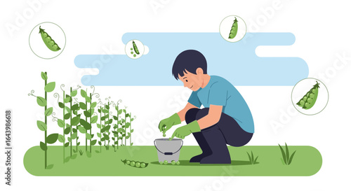 A boy is harvesting peas in the garden, showcasing the process of collecting fresh produce and enjoying outdoor activities in a lush, green field