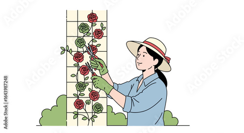 A Woman in a Hat Pruning Roses Growing on a Trellis Illustration Graphic