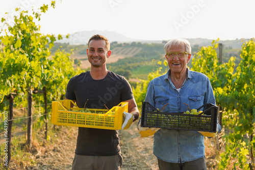 Fotografie Multi generational men wine producer harvesting grapes at vineyard - Father and