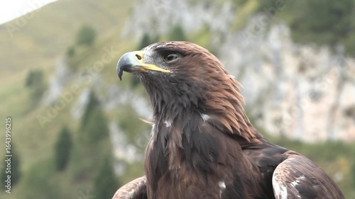 Golden eagle, Aquila chrysaetos, Aquila reale	