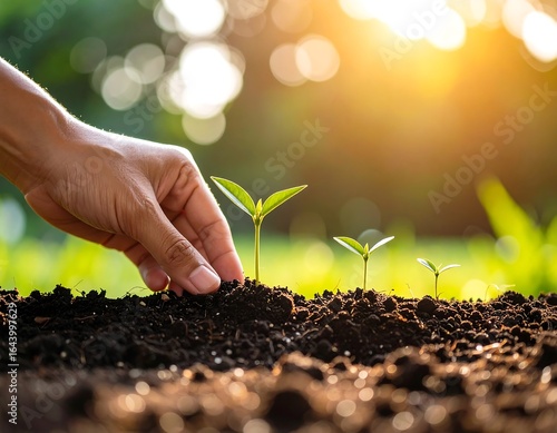 Wallpaper Mural A hand carefully plants a young seedling in fertile soil. Torontodigital.ca