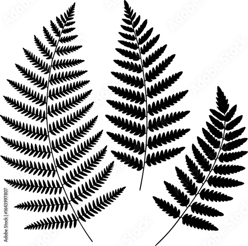 Black fern fronds leaf plant