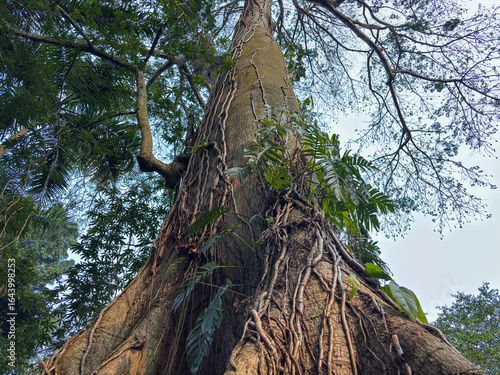 low-angle shot of a gigantic tree trunk with pronounced buttress roots, covered in vines and leaves, standing tall in a tropical forest.
