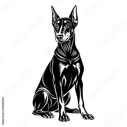 Doberman sitting
