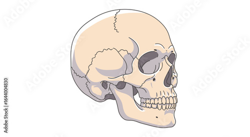 Illustration of a human skull shown in profile, with visible sutures, eye sockets, teeth, and nasal cavity.