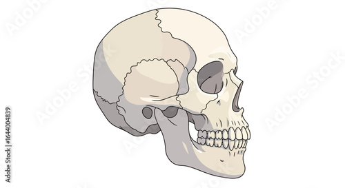Anatomical illustration of a human skull, viewed from the side, showing bone structure and sutures.