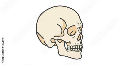 Illustration of a human skull in profile, showing bone structure and teeth against a white background.