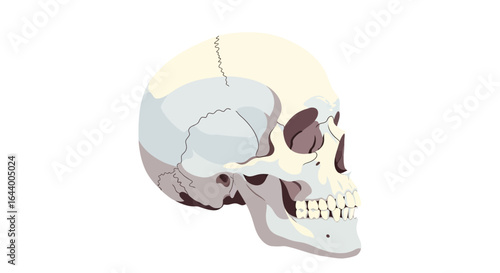 Illustration of a human skull in profile, showing bone structure and anatomical details against a white background.
