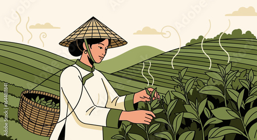 Asian woman harvesting tea leaves in a beautiful tea plantation with traditional hat