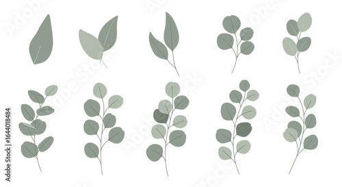 Elegant set of assorted eucalyptus leaves and branches. Botanical vector illustration collection for wedding and decorative design concepts.